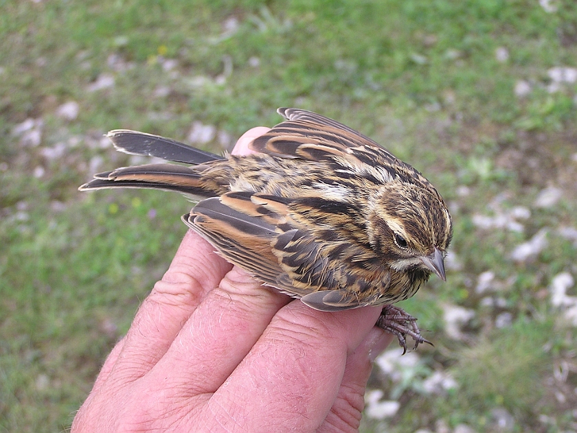 Common Reed Bunting, Sundre 20050729